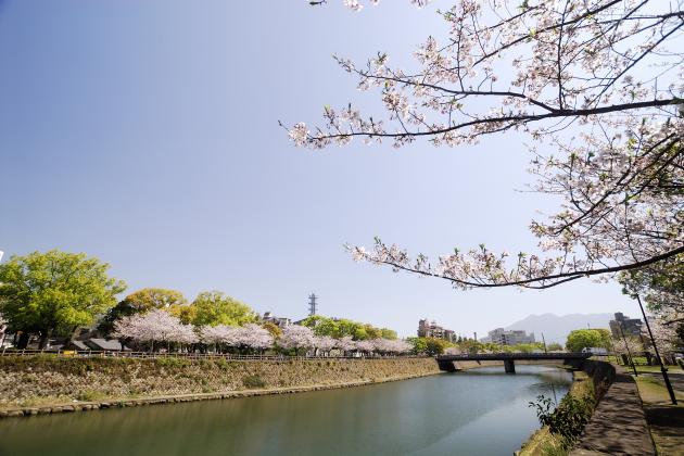 甲突川桜並木