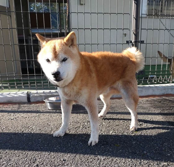 飼い主募集犬柴オス茶10歳