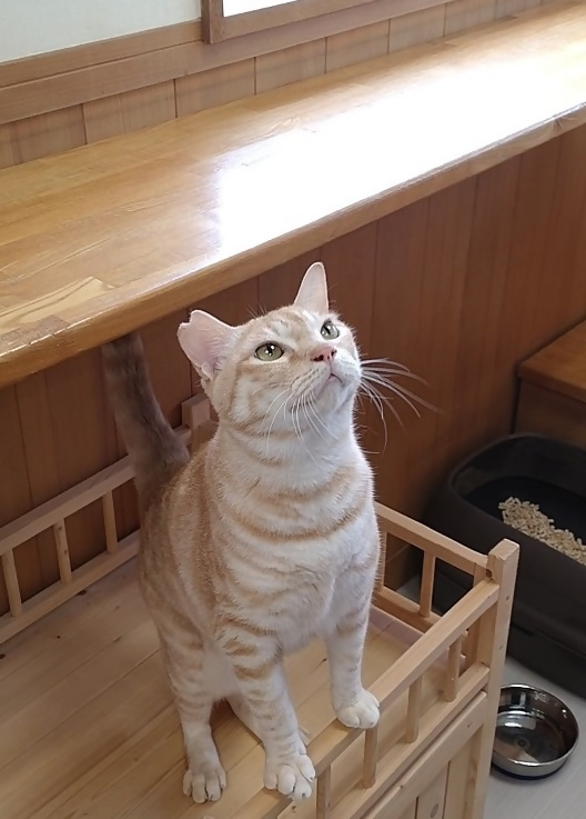 飼い主募集猫クリーム茶トラ