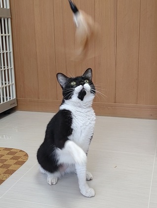 黒白飼い主募集成猫