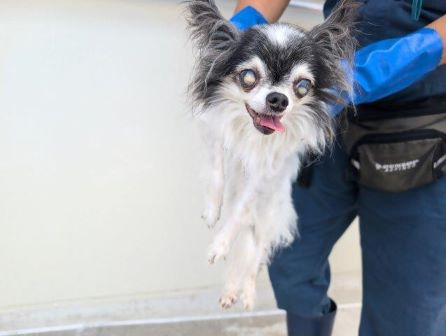 中山町迷い犬6月30日パピヨン