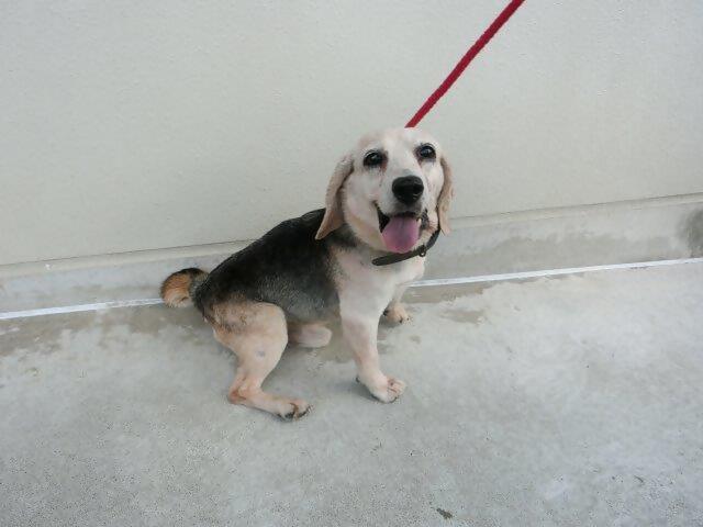 和田二丁目迷い犬ビーグル