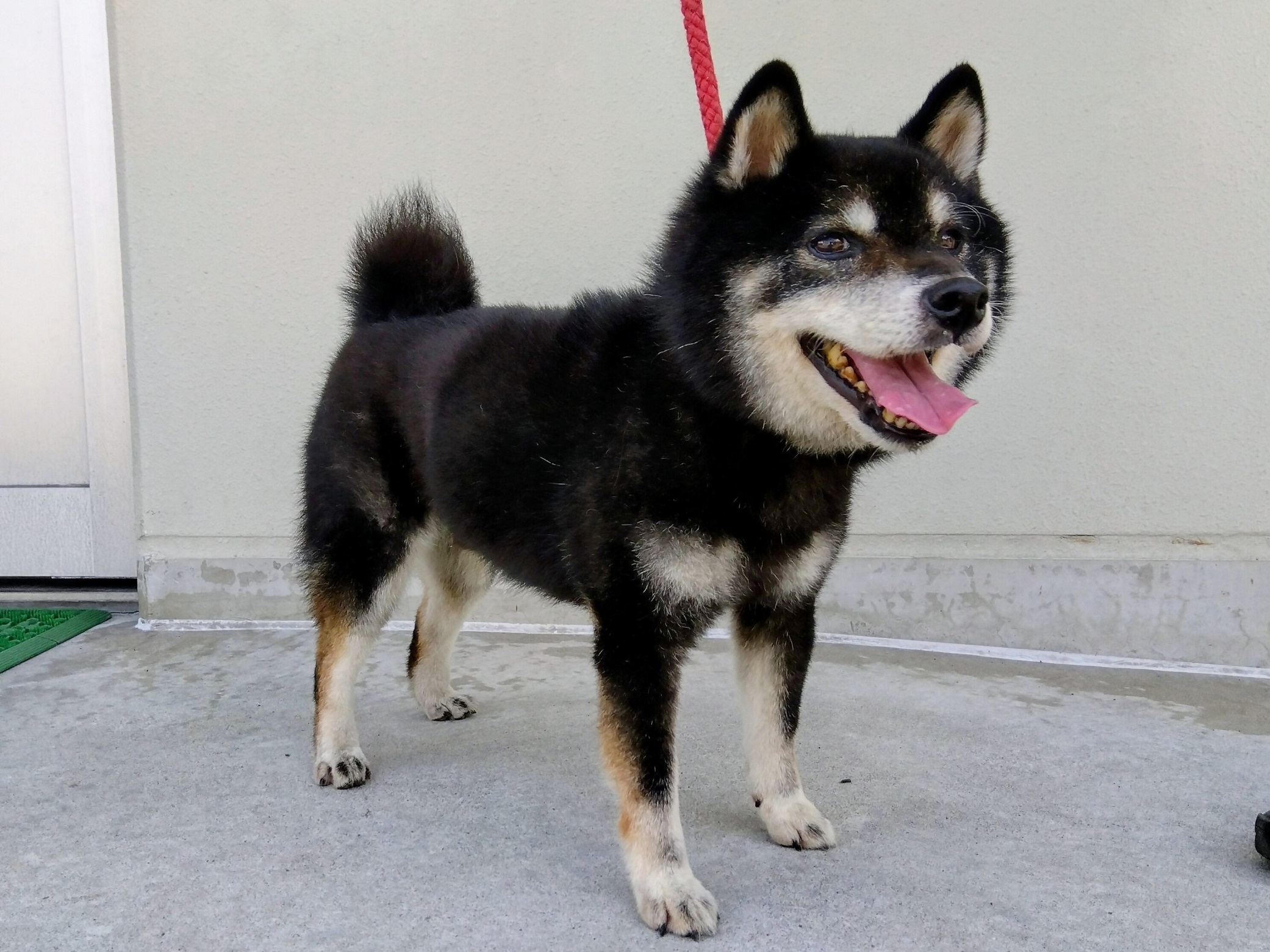 下伊敷1丁目迷い犬7月17日柴犬