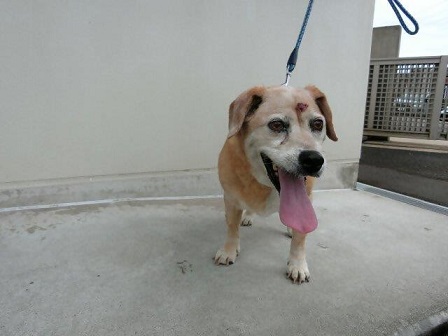 吉野町迷い犬8月20日雑種