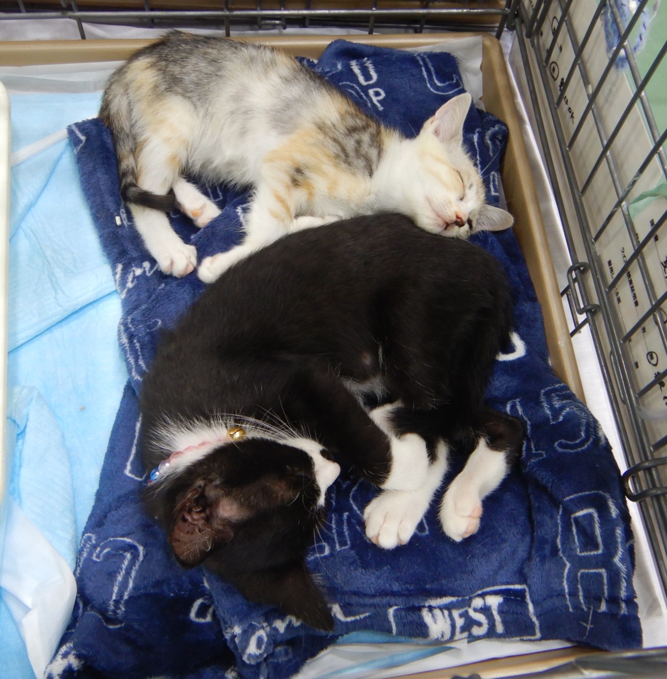 猫1