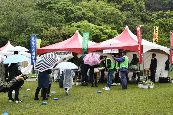 無料配布花苗