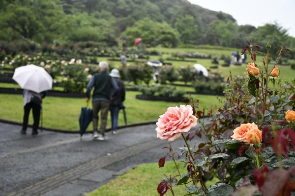 はなまつりバラ