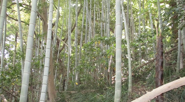 モウソウチクによる樹木の衰退