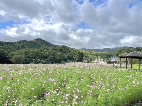 R6年10月中旬_状況写真_慈眼寺公園コスモス