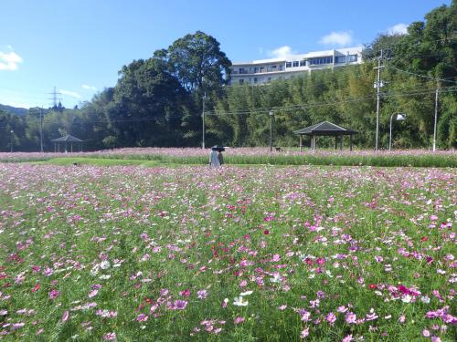 2024年10月28日慈眼寺公園コスモス4