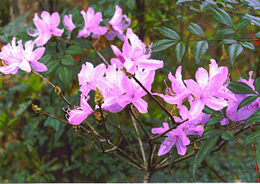 郡山町の町花木のつつじ