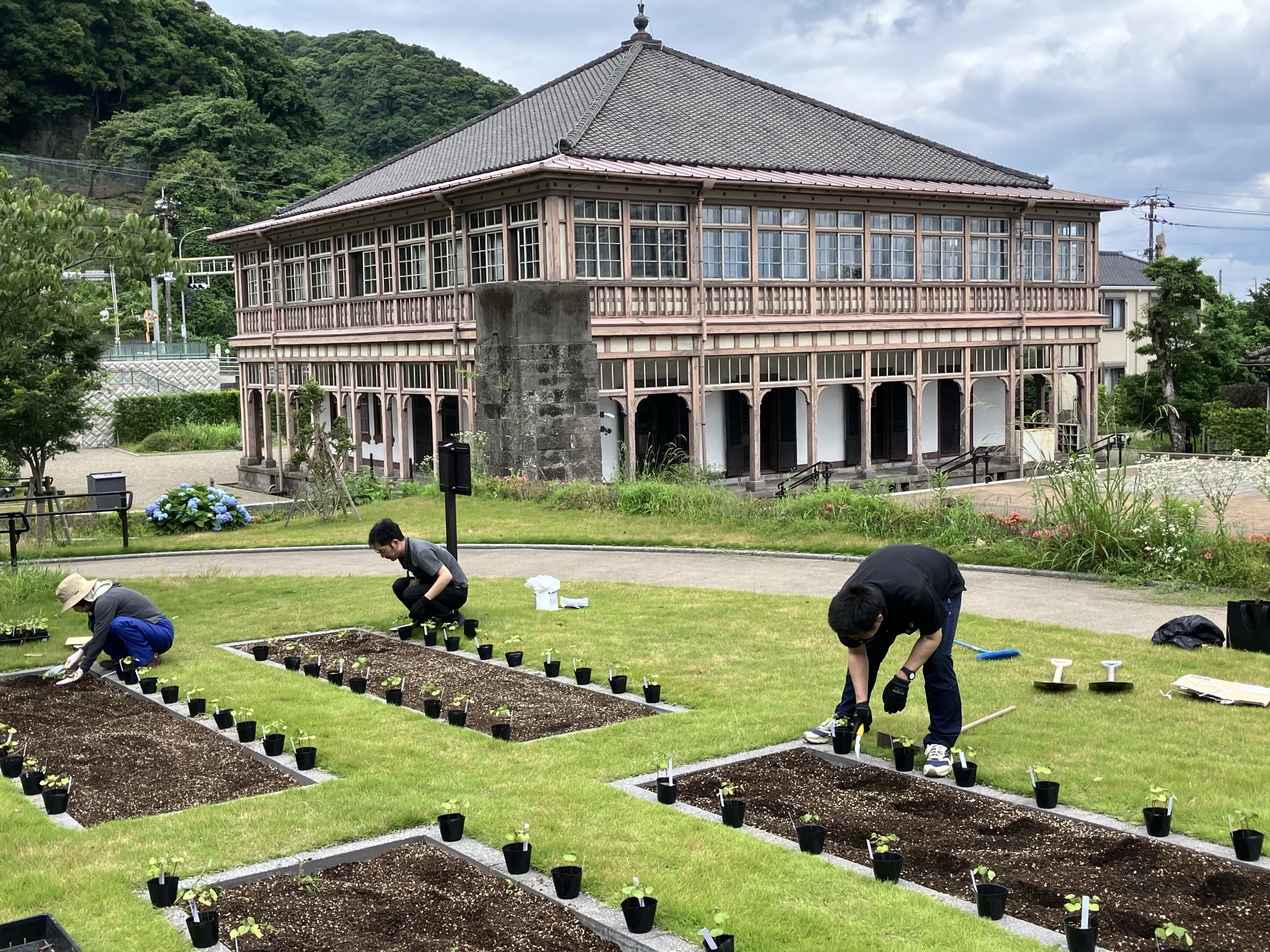 植え替えの様子1