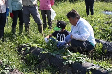 大根間引き