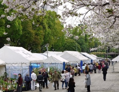 木市会場桜