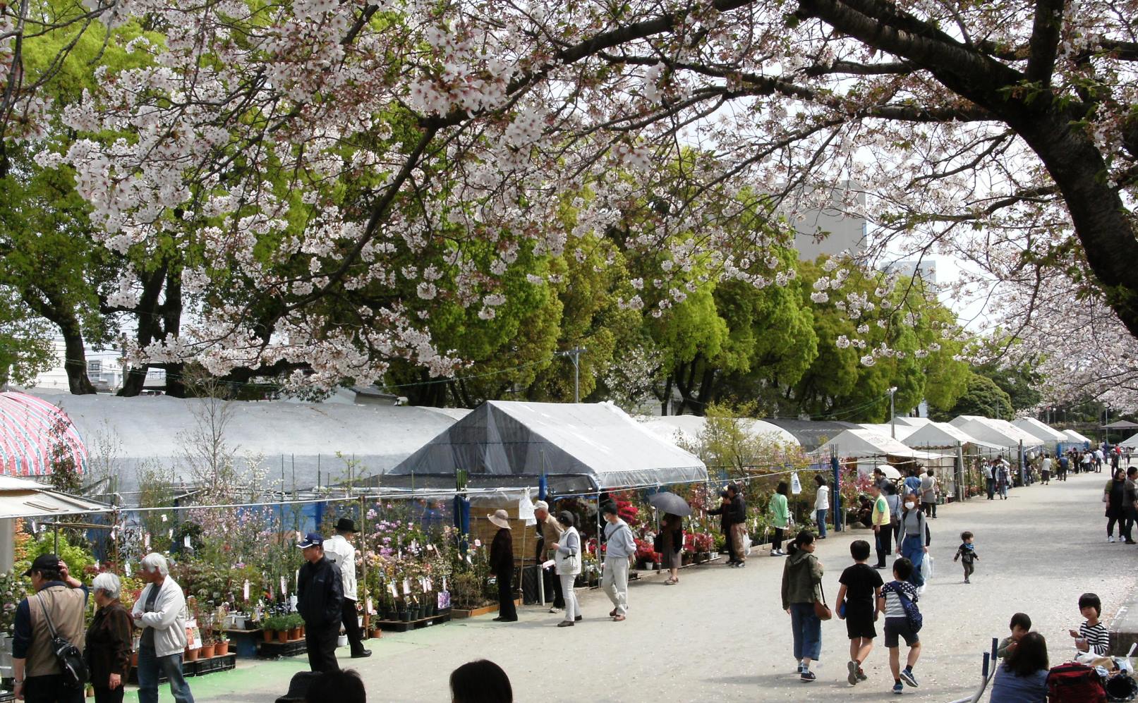 かごしまの木市