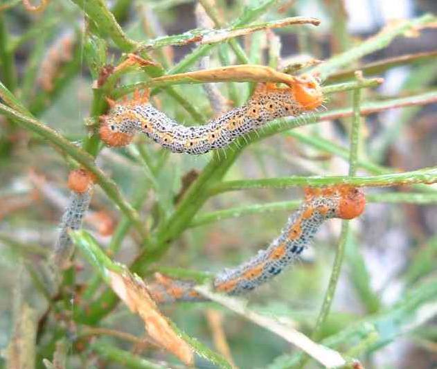 キオビエダシャクの幼虫