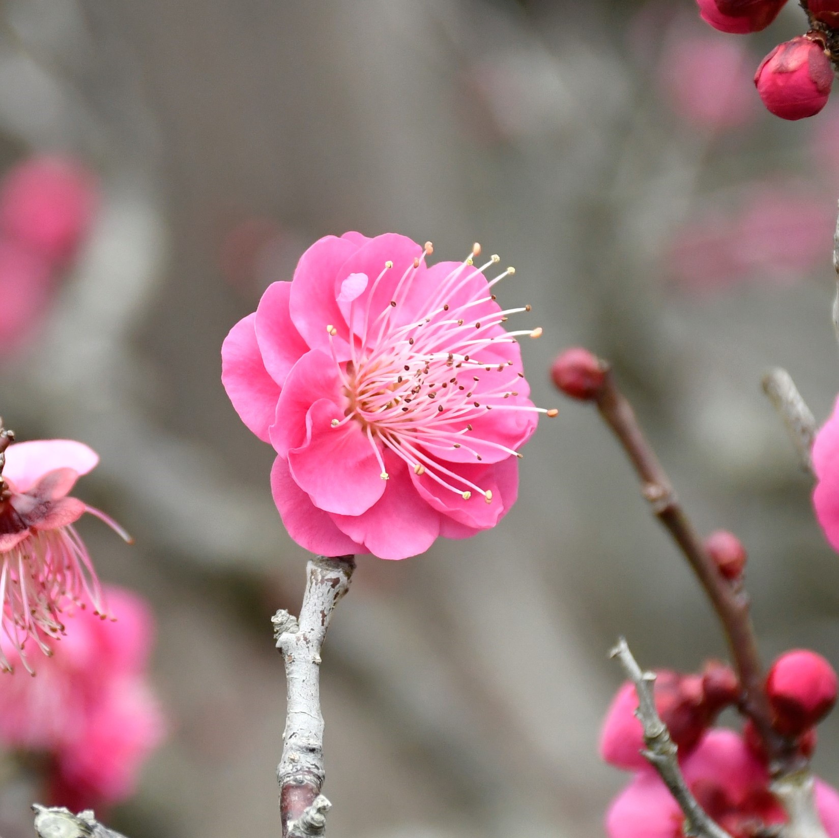 梅の花