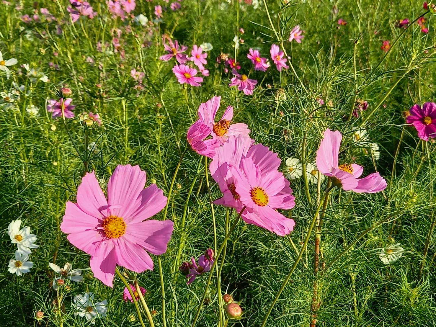 慈眼時公園のコスモス