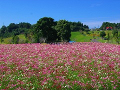 四季の花園に咲くコスモスの写真